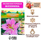 Лилия Восточная "Josephine", р-р 12/14, 3 шт, Весна 2025 9492147 - фото 317926455