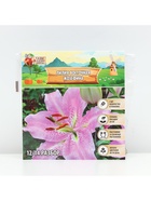 Лилия Восточная Josephine, луковица в пакете с перфорацией, р-р 12/14, 3 шт. - Фото 6