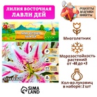 Лилия Восточная "Lovely Day", р-р 12/14, 2 шт, Весна 2025 9492148 - фото 317926459