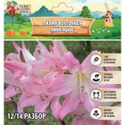 Лилия Восточная "Pink News", р-р 12/14, 3 шт, Весна 2024 - фото 9593447