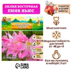 Лилия Восточная "Pink News", р-р 12/14, 3 шт, Весна 2025 9492150 - фото 317926463