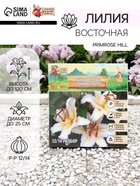 Лилия Восточная Primrose Hill, луковица в пакете с перфорацией, р-р 12/14, 2 шт. - Фото 1