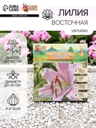Лилия Восточная Virtuoso, луковица в пакете с перфорацией, р-р 12/14, 3 шт. - Фото 1