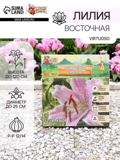 Лилия Восточная Virtuoso, луковица в пакете с перфорацией, р-р 12/14, 3 шт.