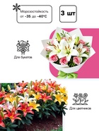 Лилия Восточная Virtuoso, луковица в пакете с перфорацией, р-р 12/14, 3 шт. - Фото 2