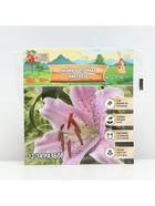 Лилия Восточная Virtuoso, луковица в пакете с перфорацией, р-р 12/14, 3 шт. - Фото 5