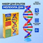 Набор для опытов «Молекула ДНК» - Фото 1