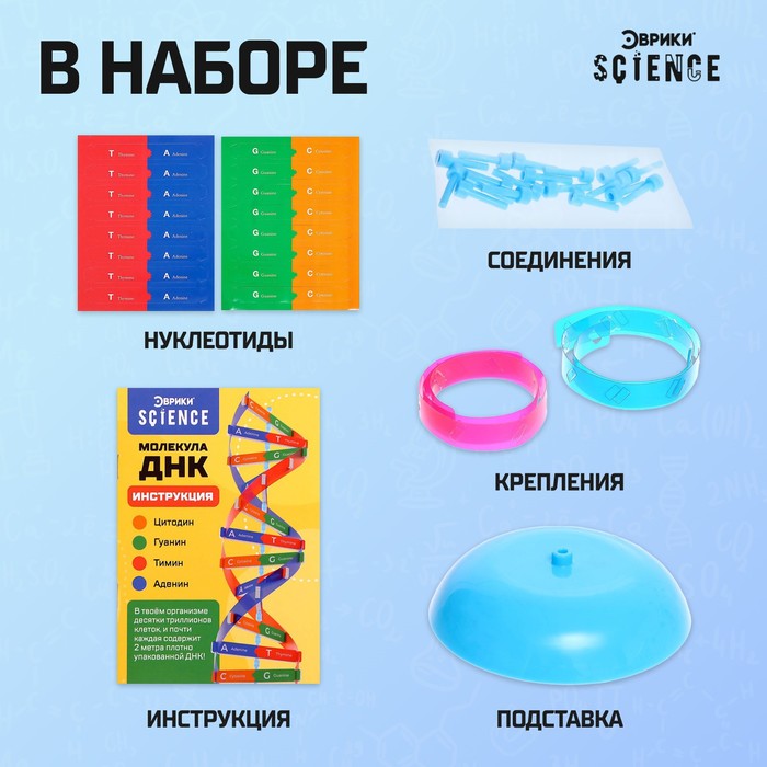 Набор для опытов «Молекула ДНК» - фото 1909081032