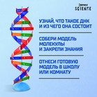 Набор для опытов «Молекула ДНК» - Фото 4