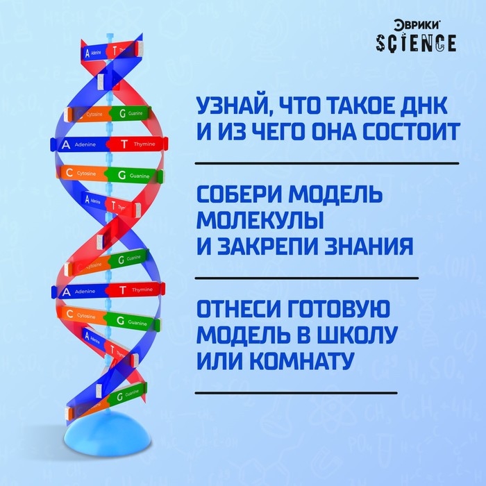 Набор для опытов «Молекула ДНК» - фото 1909081034