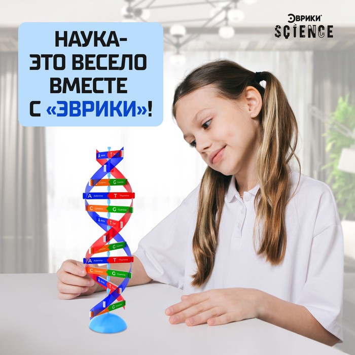 Набор для опытов «Молекула ДНК» - фото 1909081035