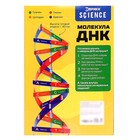 Набор для опытов «Молекула ДНК» - Фото 8
