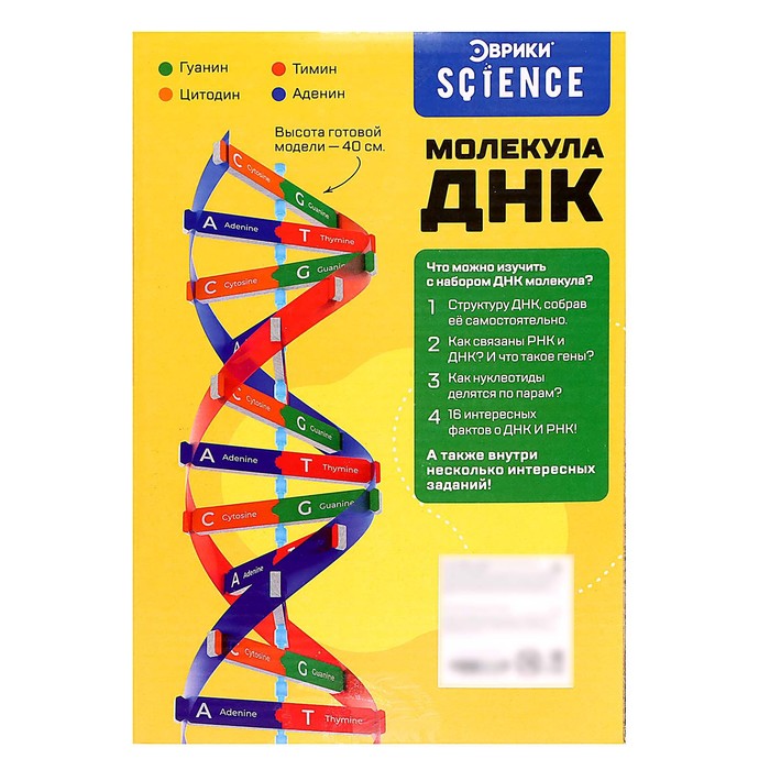 Набор для опытов «Молекула ДНК» - фото 1909081038