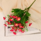 Букет "Маргаритки садовые" 2х30 см, микс - Фото 1