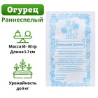 Семена огурец «Парижский Корнишон», 0.4 г - Фото 3