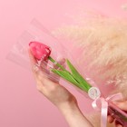 Мыльный тюльпан, фуксия - Фото 1