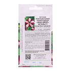 Семена Петуния "Мон Амур" Эстель F1, прямостоячая звезда, бело-пурпурная 5 шт - Фото 2