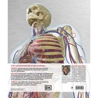 Атлас анатомии человека. Подробное иллюстрированное руководство. Робертс Э. - Фото 2