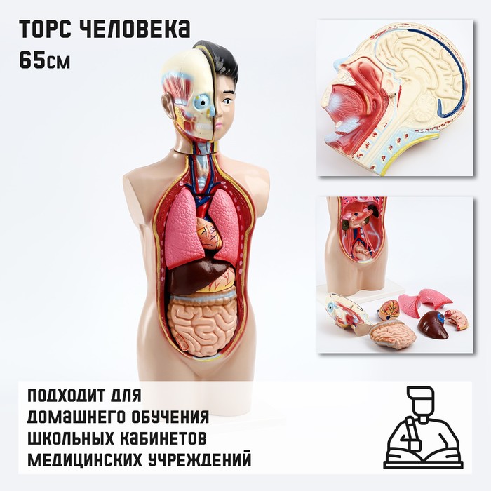 Макет Торс человека 65 см