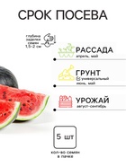 Семена Арбуз «Звезда», 5 шт., «Поиск» - Фото 2