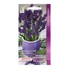 Семена Лаванда декоративная "Услада" 0,25 г - Фото 1