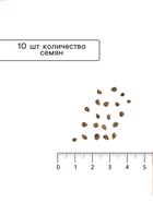 Семена Томат "Оранжевый Фонтан" индетерминантный,высокорослый,10 шт - Фото 4