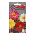 Семена цветов Георгина "Махровая смесь окрасок" 0,3 г - Фото 1