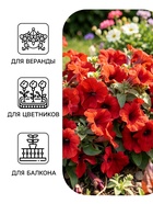 Семена цветов Петуния «Пламя» 0.1 г - Фото 3