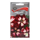 Семена цветов Петуния грандифлора "Кан кан бургунди" 10 шт - Фото 1