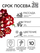 Семена цветов Петуния грандифлора «Кан кан бургунди» 10 шт. - Фото 2
