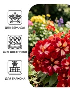 Семена цветов Петуния грандифлора «Кан кан бургунди» 10 шт. - Фото 3