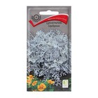 Семена цветов Цинерария "Серебряная" 0,2 г - Фото 1