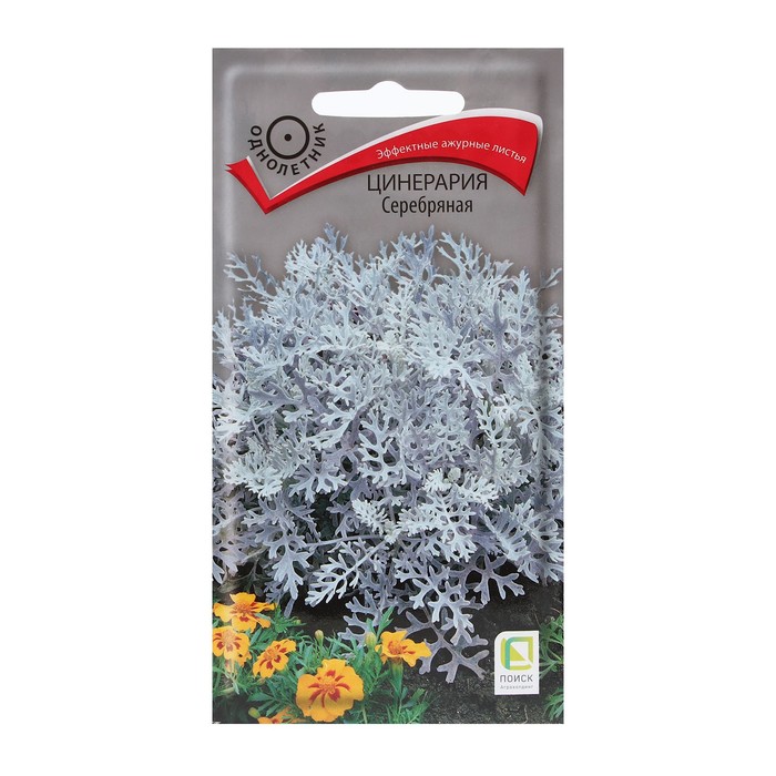 Семена цветов Цинерария "Серебряная" 0,2 г - Фото 1