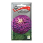 Семена цветов Цинния георгиноцветковая "Фиолетовая королева" 0,4 г - фото 11898087