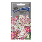 Семена цветов Камнеломка «Арендса Флорал карпет» 0.01 г, «Поиск» - Фото 1