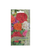 Семена цветов Пеларгония зональная "Колорама" 0,05 г - Фото 5