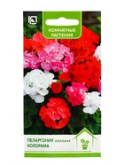 Семена цветов Пеларгония зональная "Колорама" 0,05 г - Фото 7