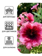 Семена цветов Петуния превосходнейшая «Розовая» 10 шт. - Фото 3