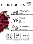 Семена цветов Петуния ампельная «Шок Вейв Дип Парпл», F1, 5 шт., «ПОИСК» - Фото 2