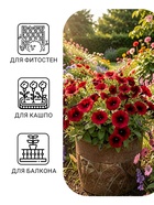 Семена цветов Петуния ампельная «Шок Вейв Дип Парпл», F1, 5 шт., «ПОИСК» - Фото 3