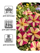 Семена цветов Петуния ампельная «Лавина Пурпурно-желтая Звезда», F1, 10 шт., «ПОИСК» - Фото 3