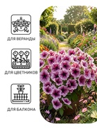 Семена цветов Петуния ампельная опера «Парпл Вейн», 5 шт., «ПОИСК» - Фото 3