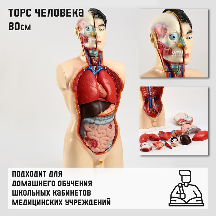 Анатомическая модель «Макет торса человека», 80 см - Фото 1