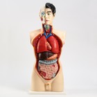 Анатомическая модель «Макет торса человека», 80 см - Фото 2