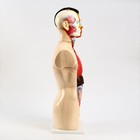 Анатомическая модель «Макет торса человека», 80 см - Фото 3