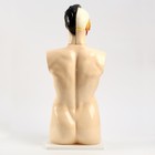 Анатомическая модель «Макет торса человека», 80 см - Фото 4