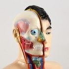 Анатомическая модель «Макет торса человека», 80 см - Фото 5