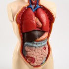 Анатомическая модель «Макет торса человека», 80 см - Фото 6