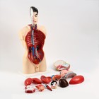 Анатомическая модель «Макет торса человека», 80 см - Фото 7