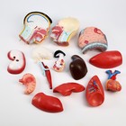 Анатомическая модель «Макет торса человека», 80 см - Фото 8